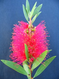 Callistemon Reeves Pink