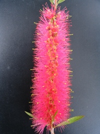 Callistemon Taree Pink