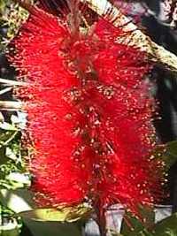 Callistemon Endeavour