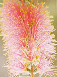 Callistemon lilacinus