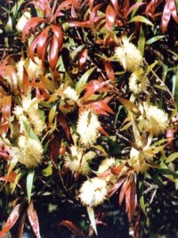 Callistemon salignus