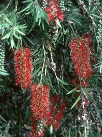 Callistemon viminalis