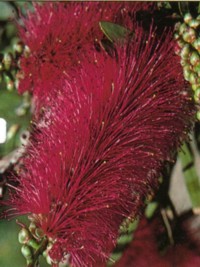 Callistemon violaceous