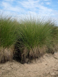 Carex appressa