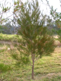 Casuarina littoralis