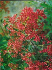 Ceratopetalum Alberys Red