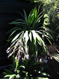 Cordyline rubra