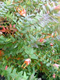 Darwinia citriodora