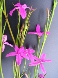 Diaspasis filifolia