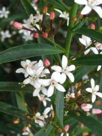 Eriostemon myoporoides