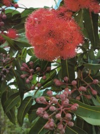 Corymbia ptychocarpa