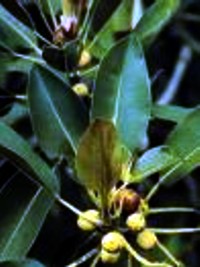 Ficus macrophylla