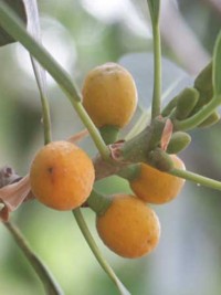 Ficus obliqua