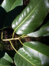 Ficus superba var. henneana