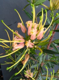 Grevillea Forest Rambler