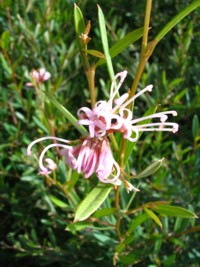 Grevillea Jennifer Joy