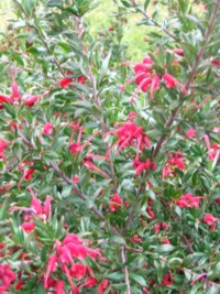 Grevillea Red Clusters