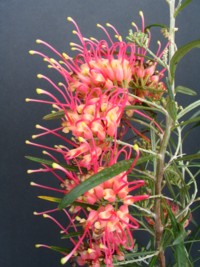 Grevillea Sid Reynolds