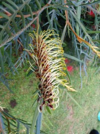 Grevillea Strawberry Blonde