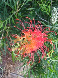 Grevillea Superb