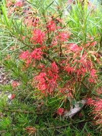 Grevillea stenomera Groundcover