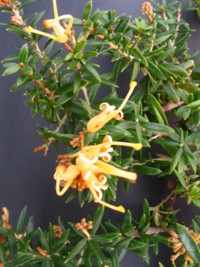 Grevillea Carpet Queen