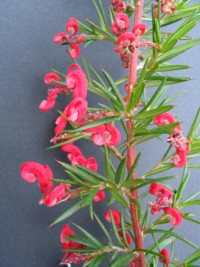 Grevillea Clearview David