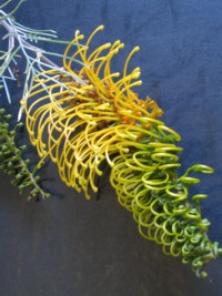 Grevillea Cooroora Cascade