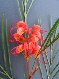 Grevillea Elegance