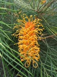 Grevillea Honey Gem