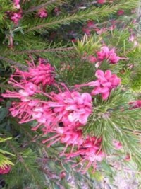 Grevillea John Evans