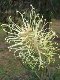 Grevillea Moonlight