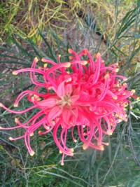 Grevillea Sylvia