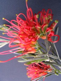 Grevillea Winpara Gem