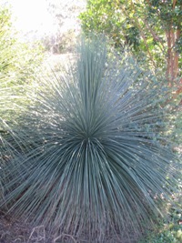 Xanthorrhoea latifolia