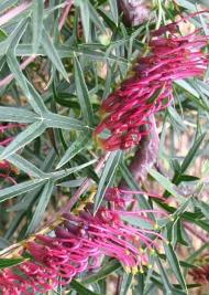 Grevillea Bronze Rambler