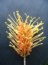 Grevillea Caboolture