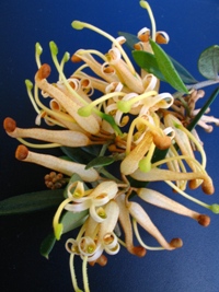 Grevillea Canterbury Gold