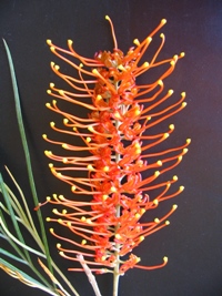 Grevillea Coastal Twilight