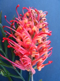 Grevillea Coconut Ice