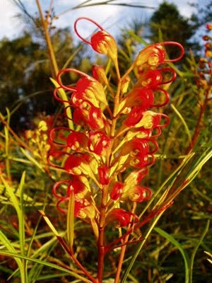 Grevillea Firesprite