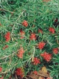 Grevillea GinGin Gem