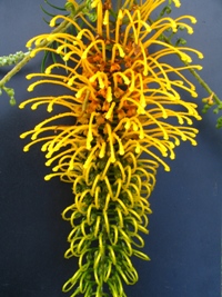 Grevillea Golden Lyre