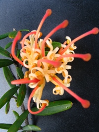 Grevillea Golden Sparkle