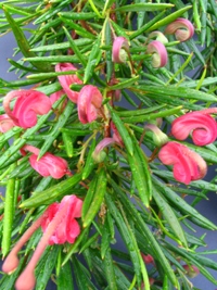 Grevillea Liliane