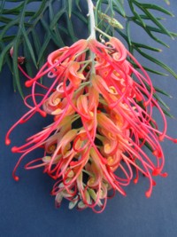 Grevillea Ned Kelly