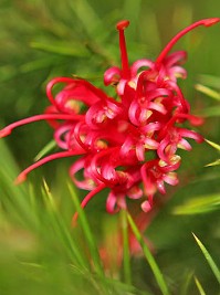 Grevillea Olympic Flame