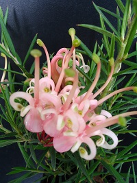 Grevillea Pink Lady