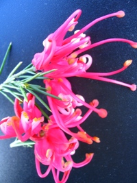 Grevillea Pink Pearl