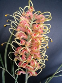 Grevillea Pink Surprise